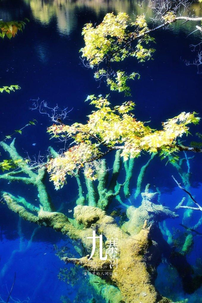 逃离森林湖畔